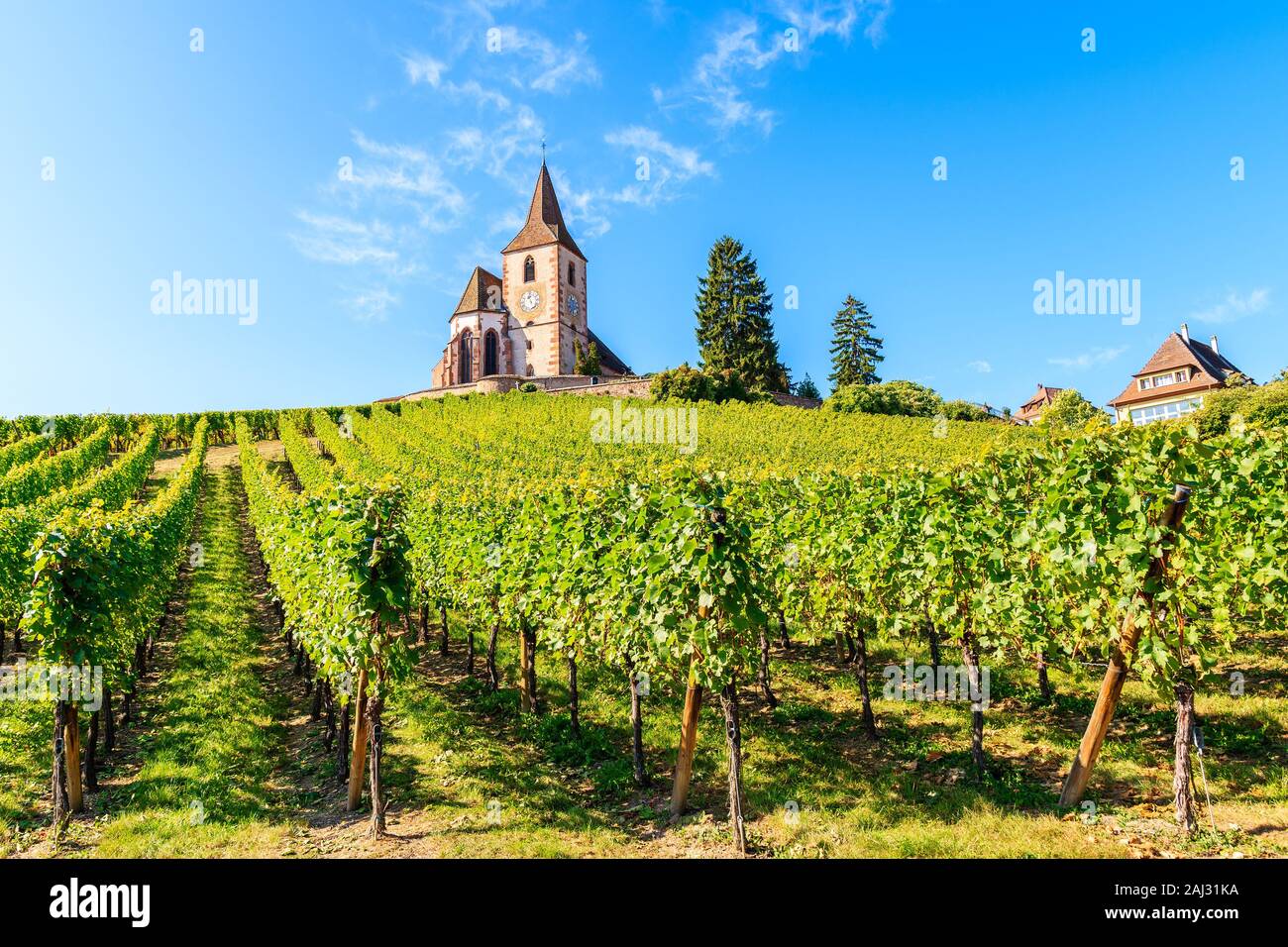 Malerische Kirche in Weinbergen der berühmten Hunawihr Dorf, Elsass, Frankreich Stockfoto