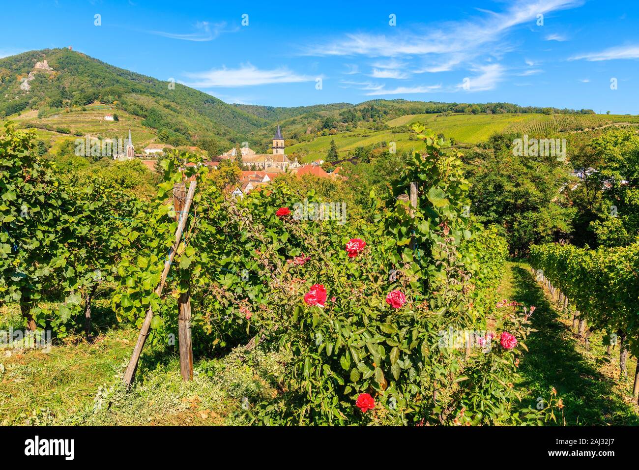 Rote Rosen in grünen Weinbergen und Blick auf Bergheim Dorf auf der elsässischen Weinstraße, Frankreich Stockfoto
