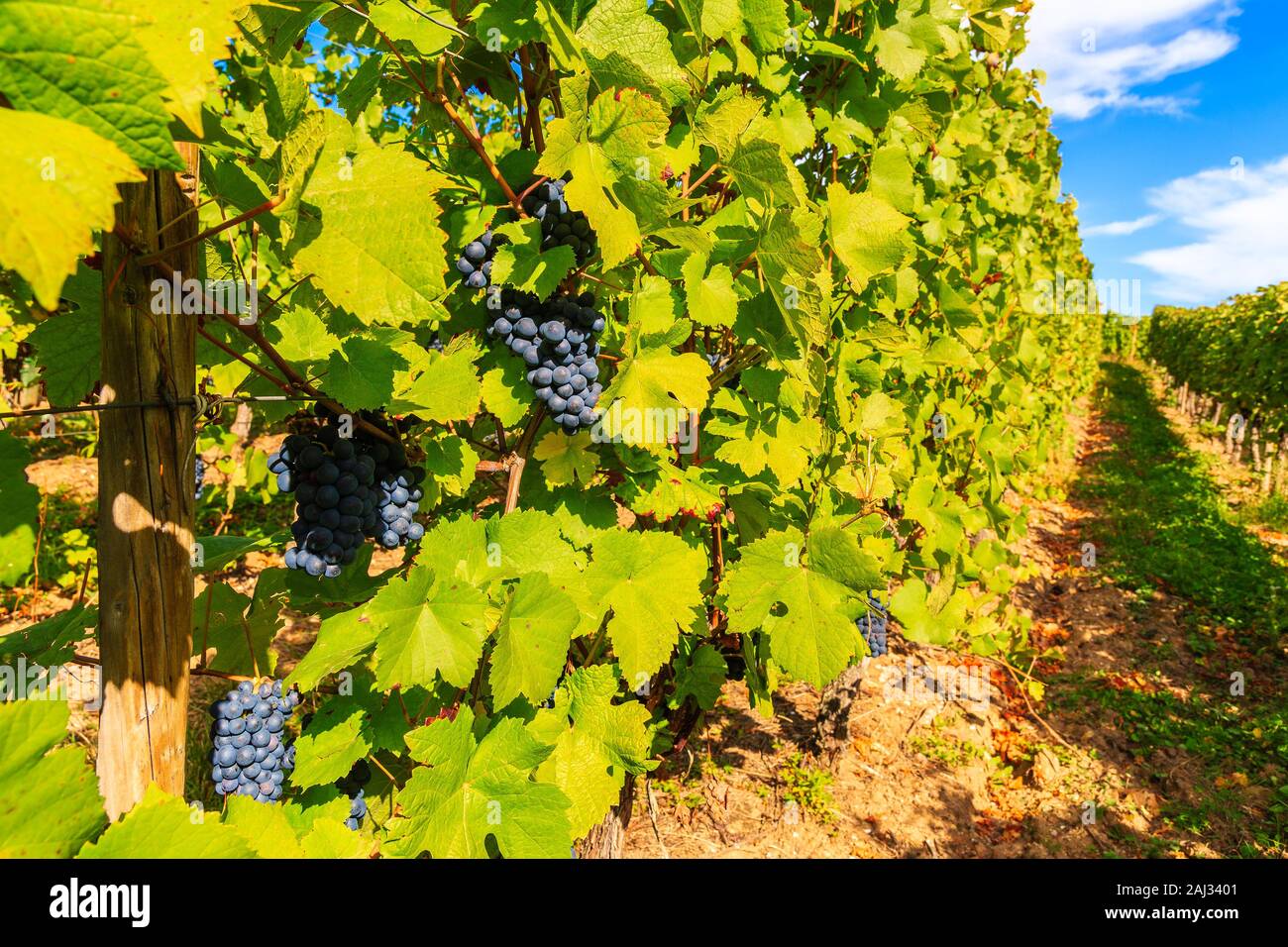 Trauben in den Weinbergen von Riquewihr Dorf auf der elsässischen Weinstraße, Frankreich Stockfoto