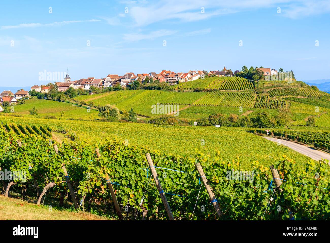 Weinberge auf der Elsässischen Weinstraße in der Nähe von Riquewihr, Frankreich Stockfoto