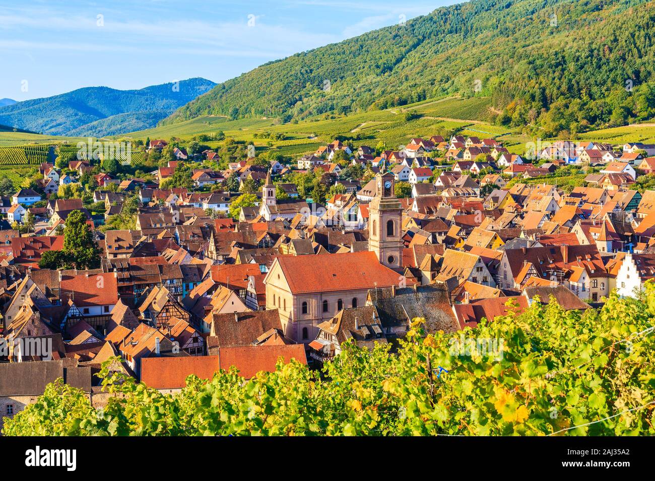 Blick auf das Dorf Riquewihr und Weinberge auf der elsässischen Weinstraße, Frankreich Stockfoto