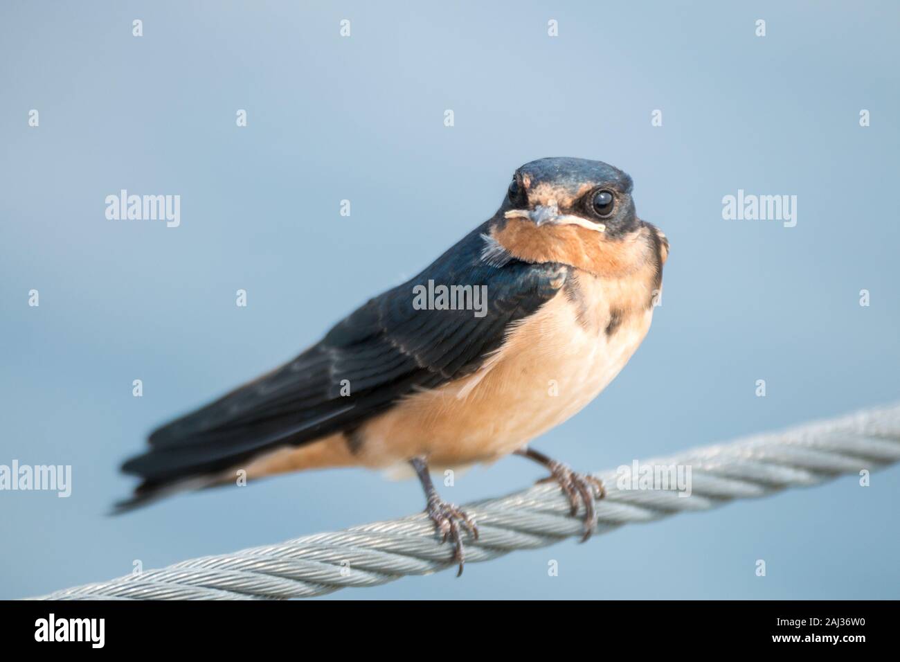 Rauchschwalbe auf Draht Schiene nach rechts mit Kopf nach leicht nach links Stockfoto