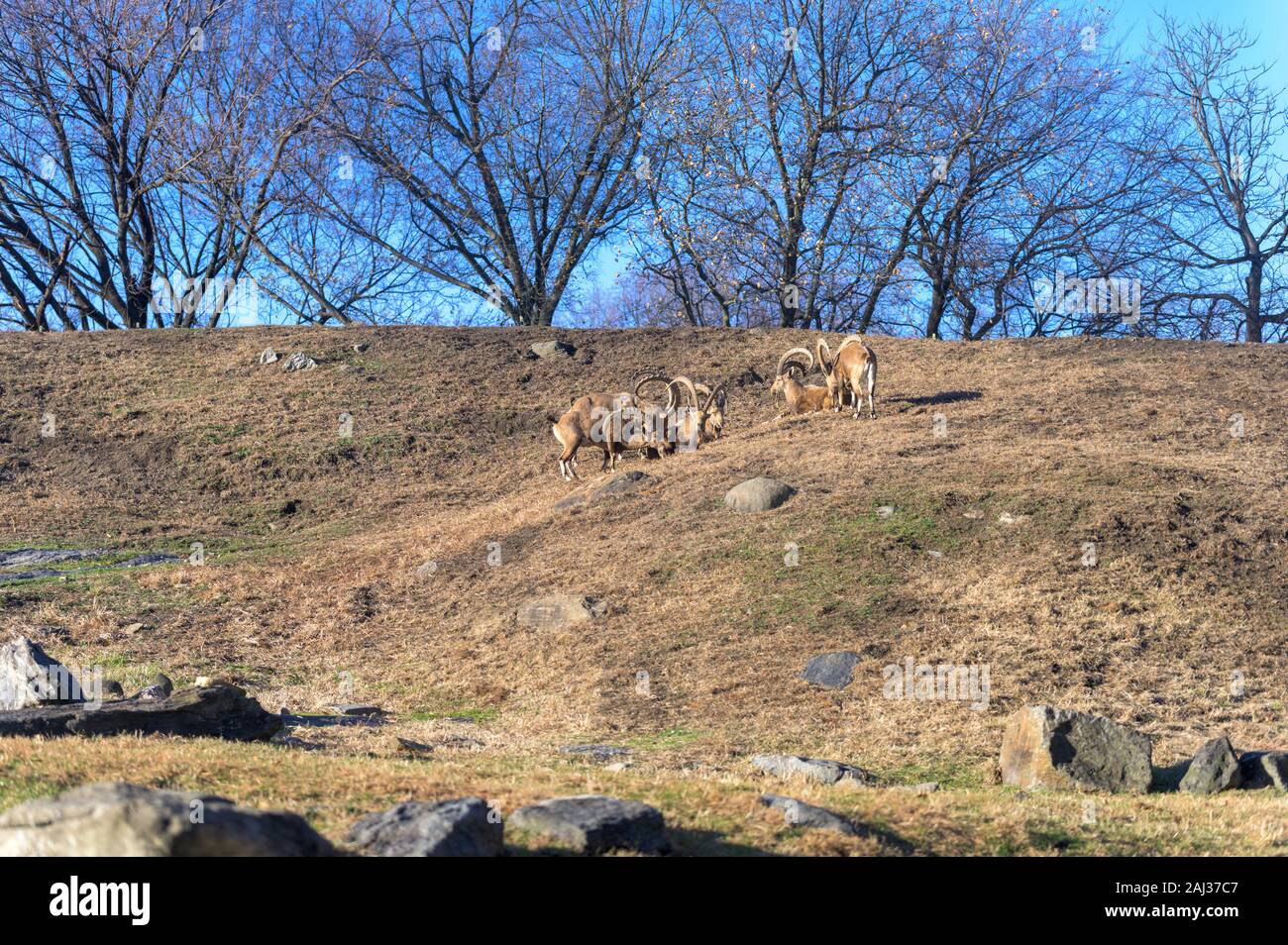 Eine kleine Gruppe von Ibex genießen Sie einen gemütlichen Nachmittag in der Sonne Stockfoto