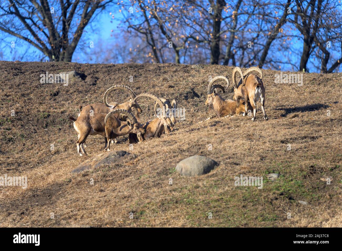 Eine kleine Gruppe von Ibex genießen Sie einen gemütlichen Nachmittag in der Sonne Stockfoto