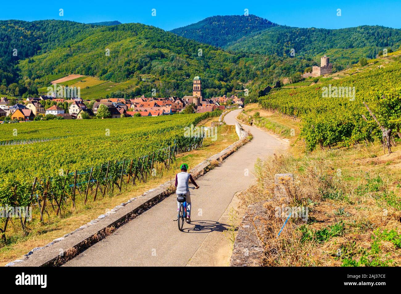 Junge Frau Radfahren auf der Straße entlang der Weinberge nach Kaysersberg, Elsass, Frankreich Stockfoto