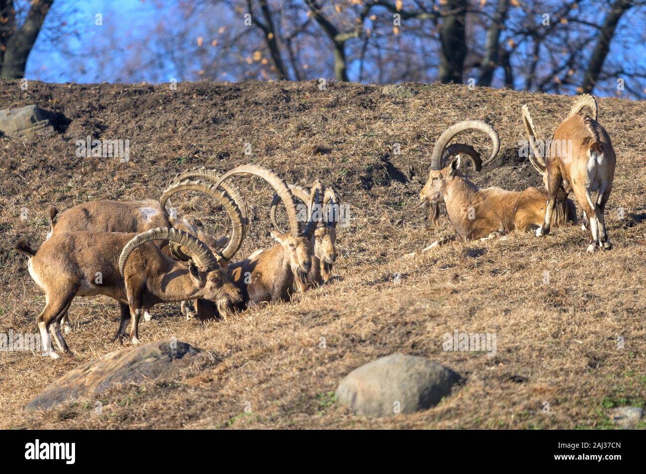 Eine kleine Gruppe von Ibex genießen Sie einen gemütlichen Nachmittag in der Sonne Stockfoto