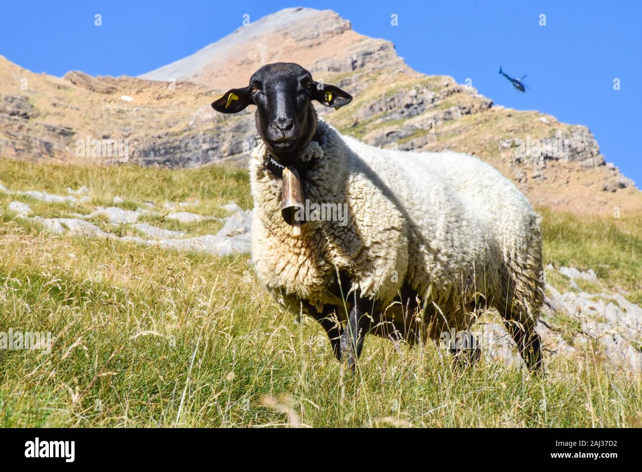 Schafe in der Pyrenäen gesichert durch einen Helikopter Stockfoto