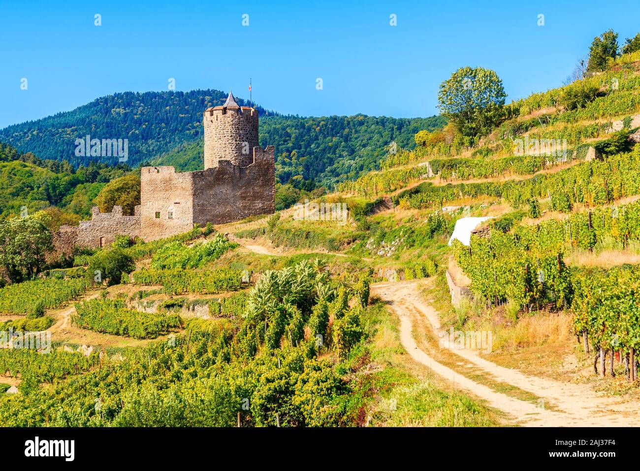 Mittelalterliche Burg auf dem Hügel zwischen Weinbergen in Kaysersberg Dorf auf der elsässischen Weinstraße, Frankreich Stockfoto