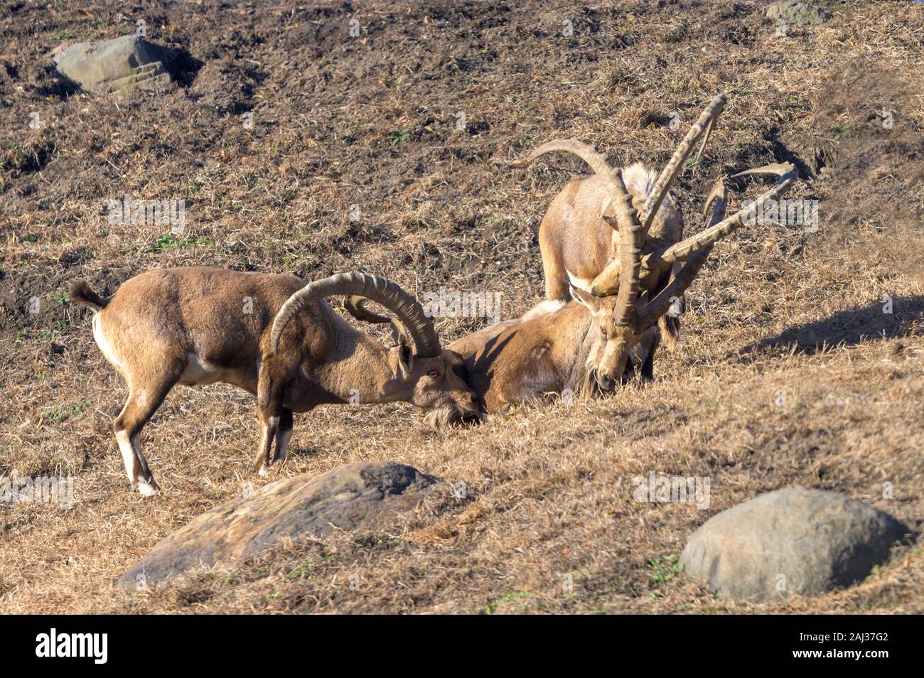 Eine kleine Gruppe von Ibex genießen Sie einen gemütlichen Nachmittag in der Sonne Stockfoto