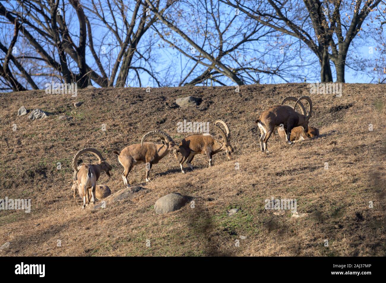 Eine kleine Gruppe von Ibex genießen Sie einen gemütlichen Nachmittag in der Sonne Stockfoto