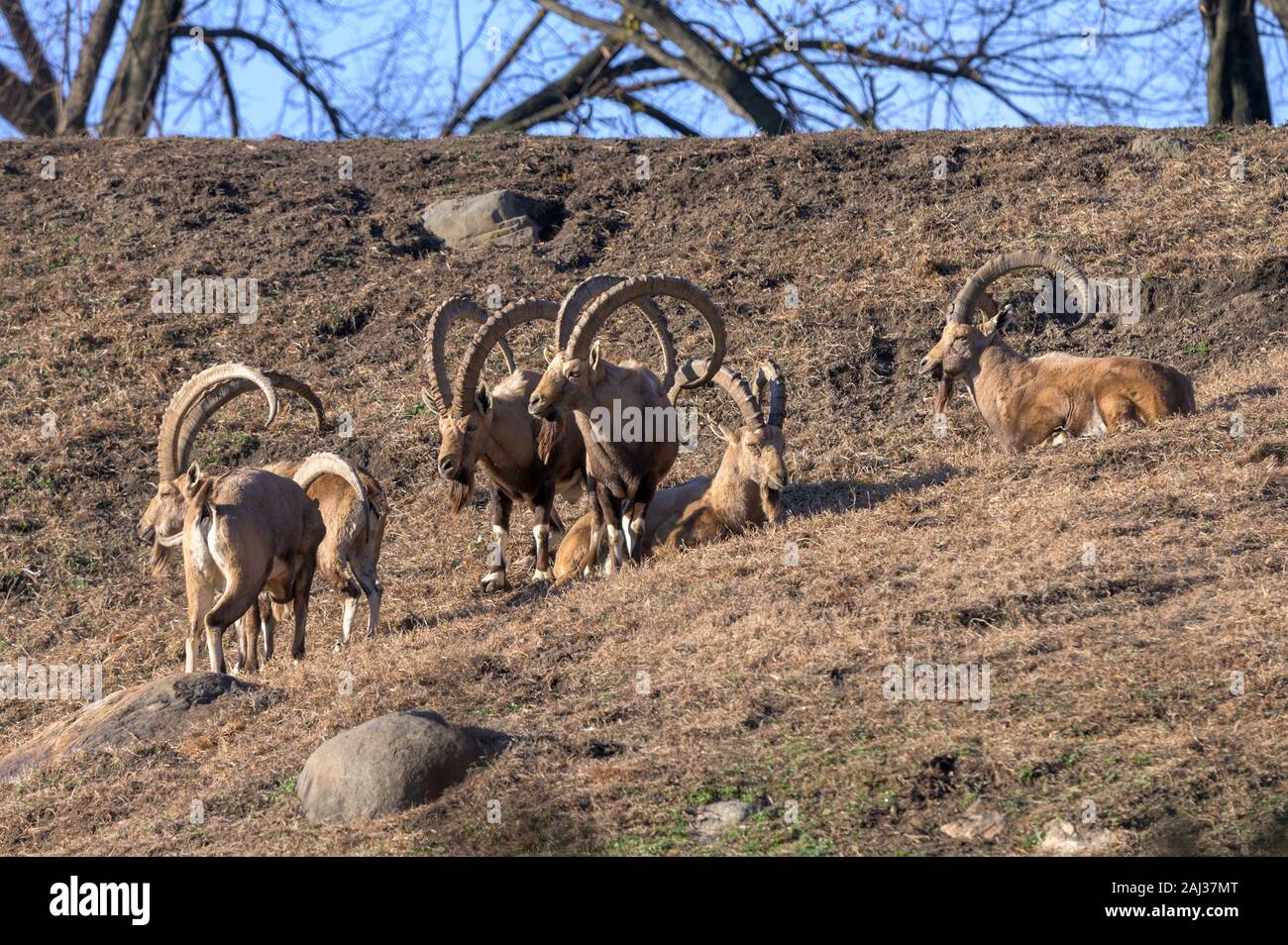 Eine kleine Gruppe von Ibex genießen Sie einen gemütlichen Nachmittag in der Sonne Stockfoto