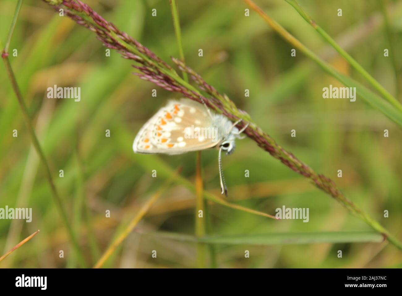 Northern Brown Argus Schmetterling (Aricia artaxeres) ruht auf einem Schaft von Gras in natürliche Wiese und native Rock - rose Lebensraum Dunkeld Schottland Juli Stockfoto