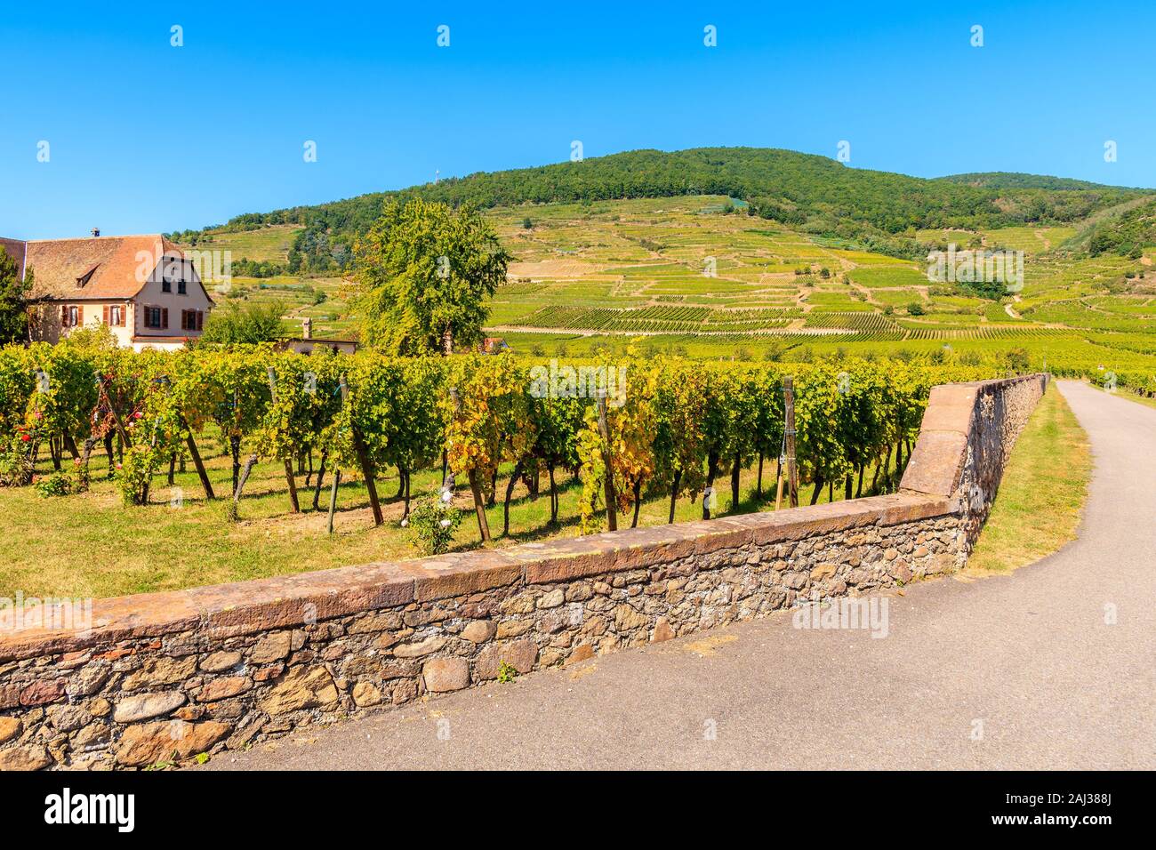 Straße entlang der Weinberge im malerischen Dorf Kaysersberg, Elsass, Frankreich Stockfoto