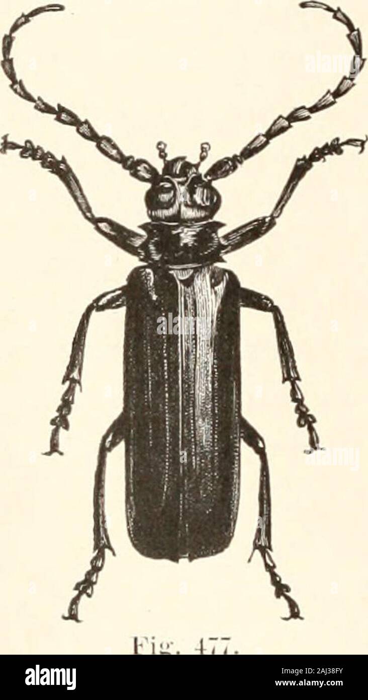 Leitfaden für die Untersuchung von Insekten, und eine Abhandlung über die Schädigenden und vorteilhaft für Kulturpflanzen: Für die Nutzung von Hochschulen, Schulen und Landwirte. Esame Falten ist nur sichtbar auf der Unterseite. Die Leptnrce haben eine große flattenedhead, so breit wie die prothorax, während 477. in den anderen Longicorn Larven der Kopf klein ist und viel schmaler als die Thorax. Die Larven von thePriouida? Die geringsten Unterschiede von denen des LEP-tnrida zeigen? Und dass der Spondylis ist bemerkenswert verbündet mit dem Lat-ter. Die Puppe ist zunächst weich und weißlich, und Es exhibitsall der Teile des künftigen Käfer unter einer Stockfoto