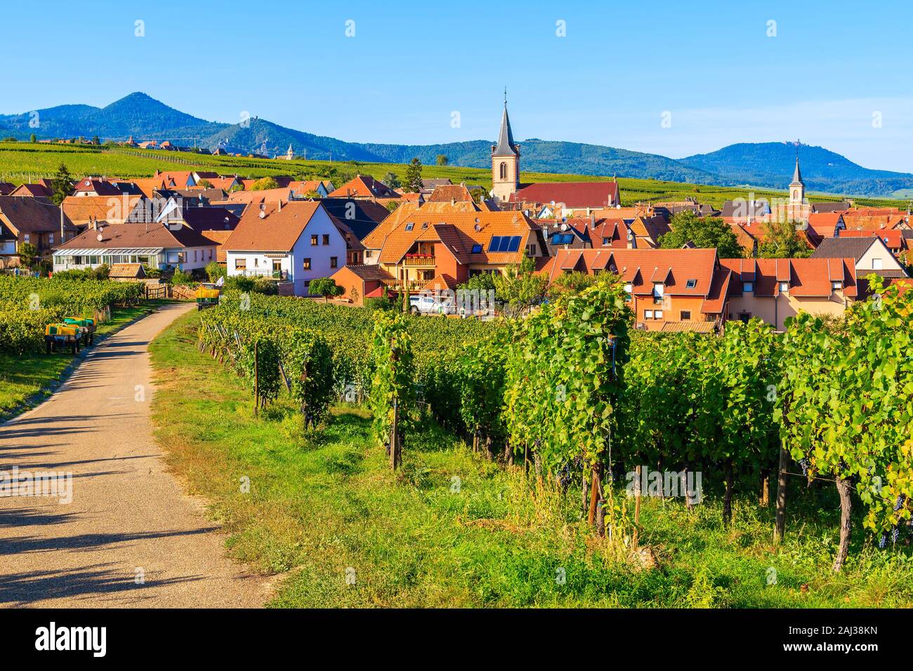 Trauben in den Weinbergen und Blick auf Kirche in Beblenheim Dorf, Elsass, Frankreich Stockfoto
