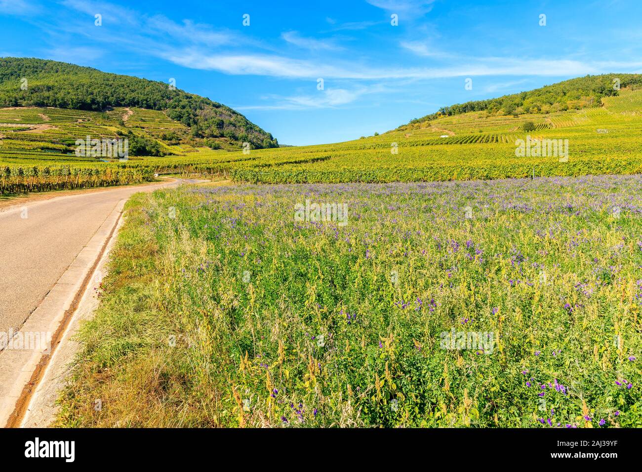 Landstraße inmitten der Weinberge auf Hügeln in der Nähe von Riquewihr Dorf an sonniger schöner Tag, Elsass, Frankreich Stockfoto