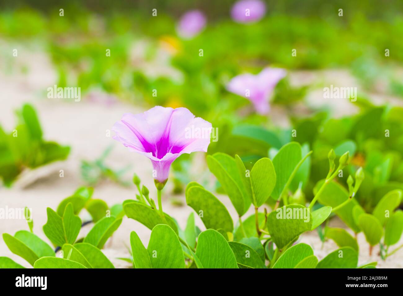 Rosa Blume von Convolvulus arvensis Acker-winde oder. Es ist eine Art von bindweed, Rhizomartige wird und ist in der Morning glory Familie Convolvulace Stockfoto