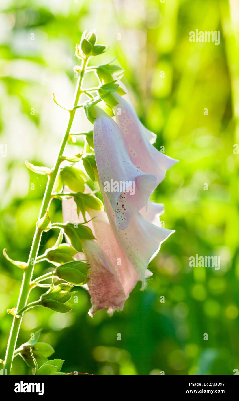 Rosa belflower. Digitalis purpurea, eine giftige Pflanze im Sommer Garten vertikale Makro Foto wächst Stockfoto