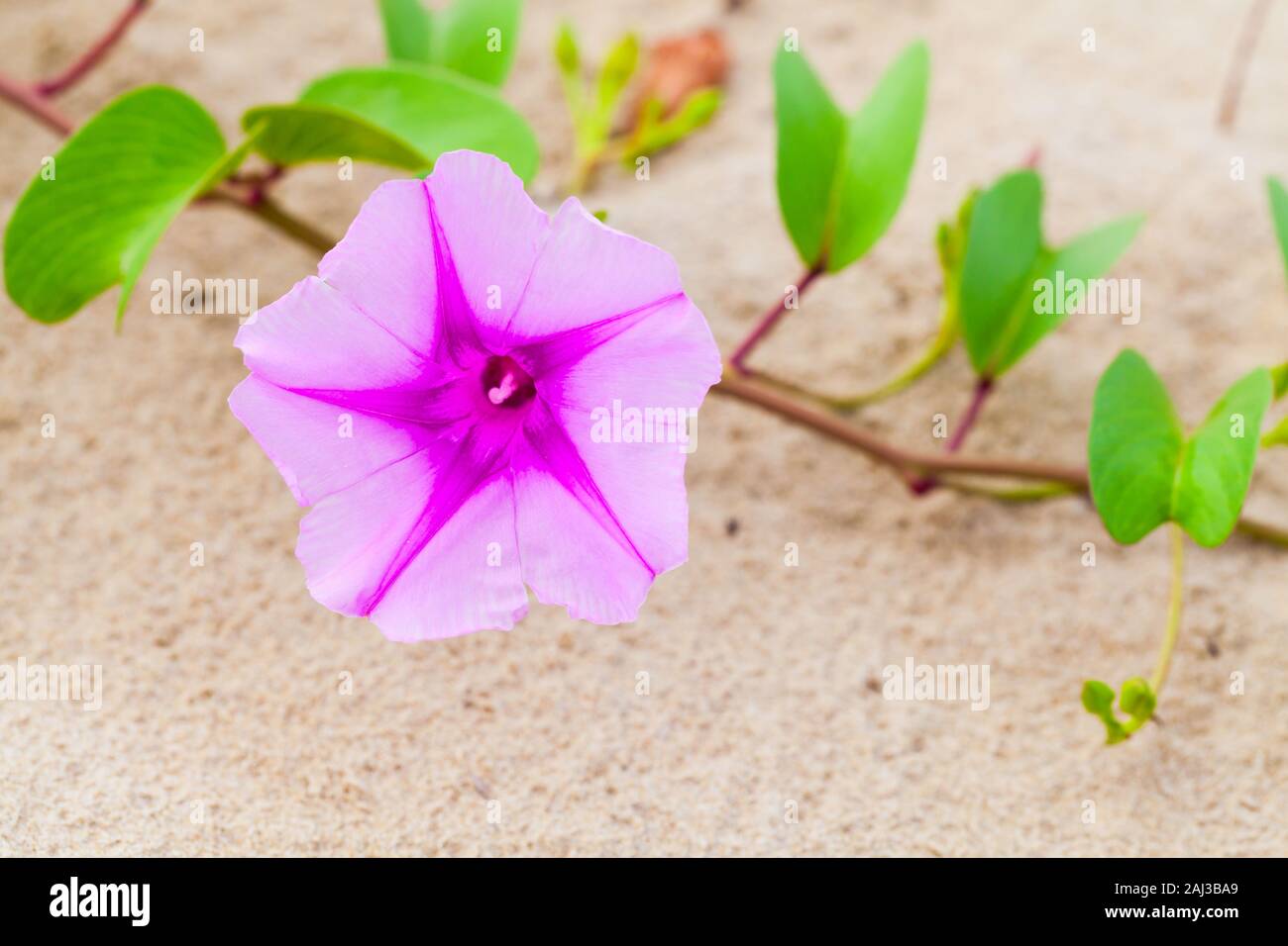 Rosa Blüten im Sand. Oder Convolvulus arvensis Acker-winde. Es ist eine Art von bindweed, Rhizomartige wird und ist in der Morning glory Familie Con Stockfoto