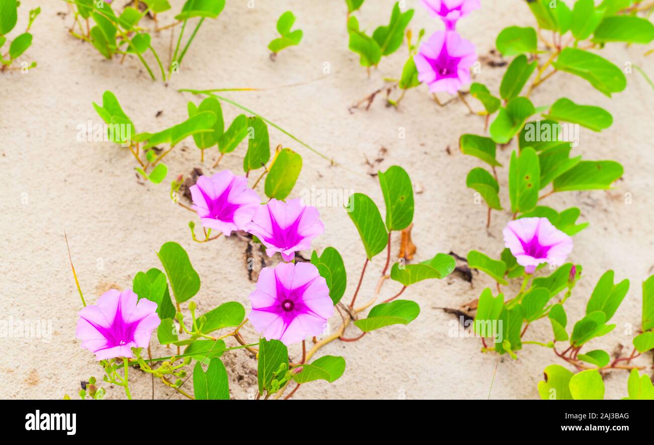 Rosa Blumen wachsen in einem Sand. Oder Convolvulus arvensis Acker-winde. Es ist eine Art von bindweed, Rhizomartige wird und ist in der Morning glory Famil Stockfoto