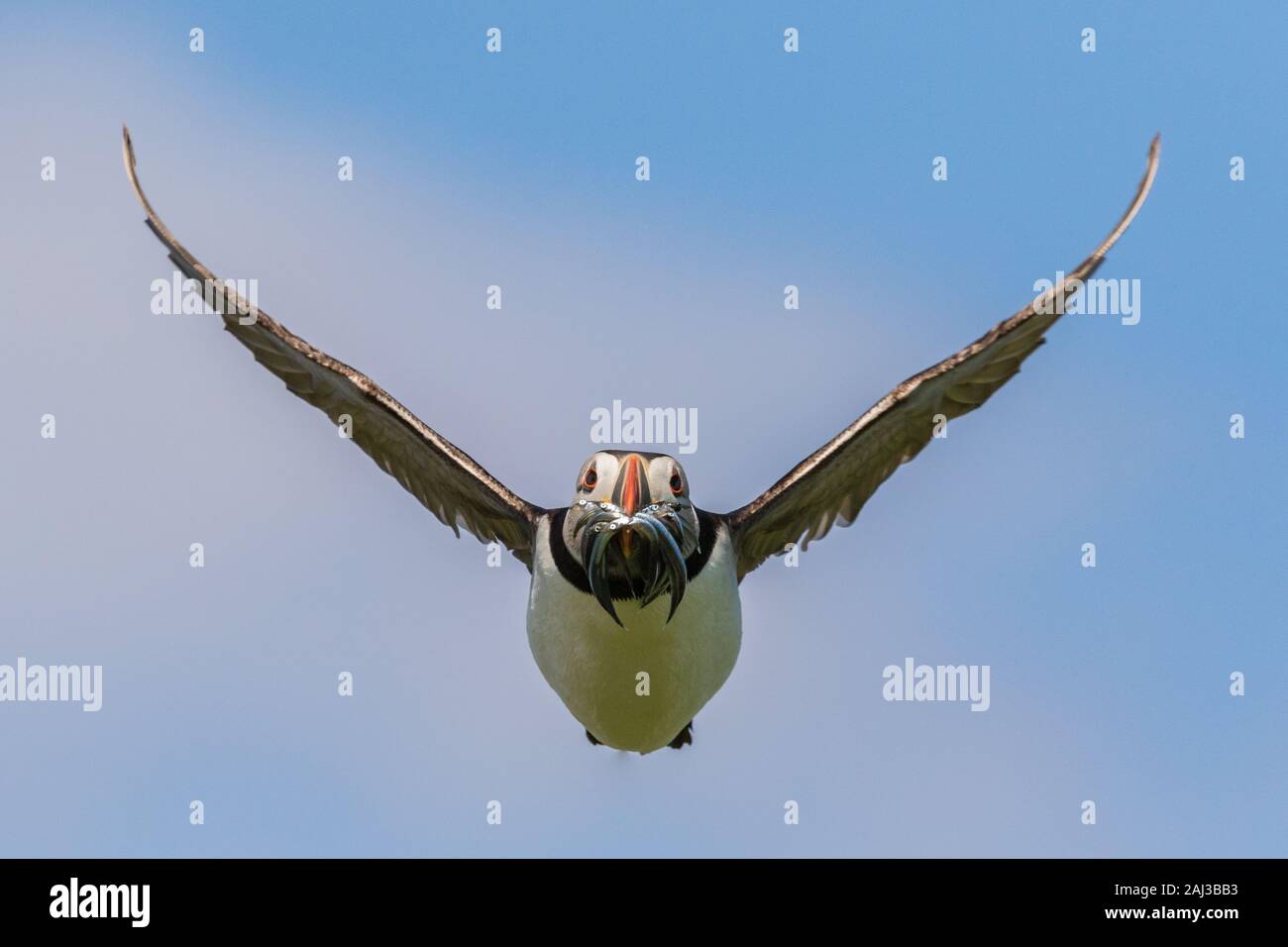 Papageitaucher im Flug mit Sandaal, Farne Islands, Northumberland, England Stockfoto