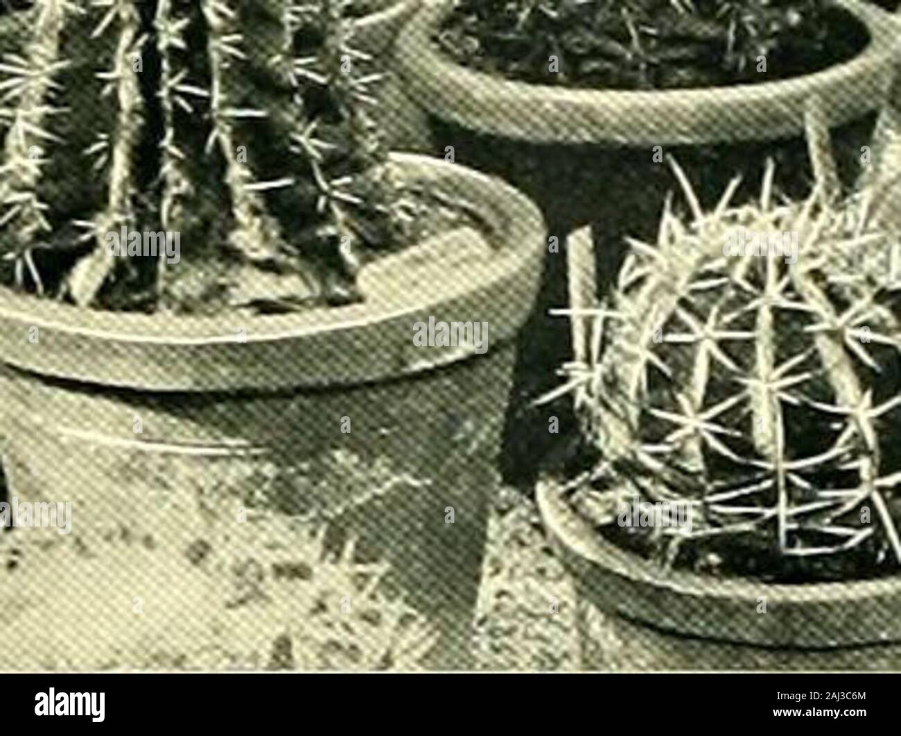 Die Gärtner' Chronik: Eine wöchentliche Illustrierte Zeitschrift über Gartenbau und verwandte Themen. (&Lt;Ftl. 9 r ECHINOCACTUS UND MELOCACTUS BEI HOLLY, HEATON MERSEY. Stockfoto