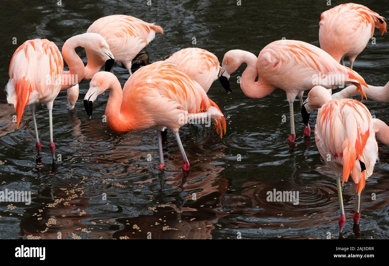 Rosa Flamingos im Wasser stehend Stockfoto