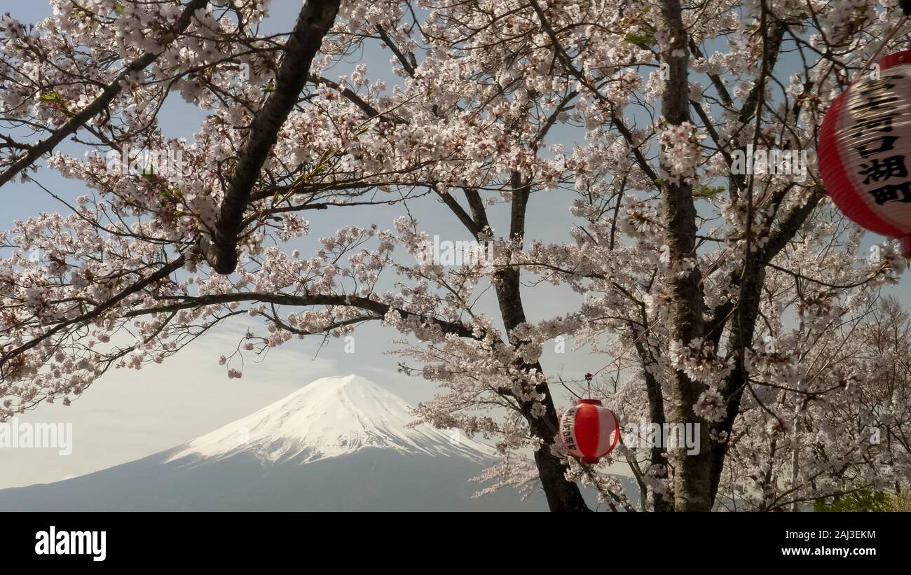 In der Nähe von Mt. Fuji und einen Kirschbaum mit Papier Laterne an Lake Kawaguchi Stockfoto