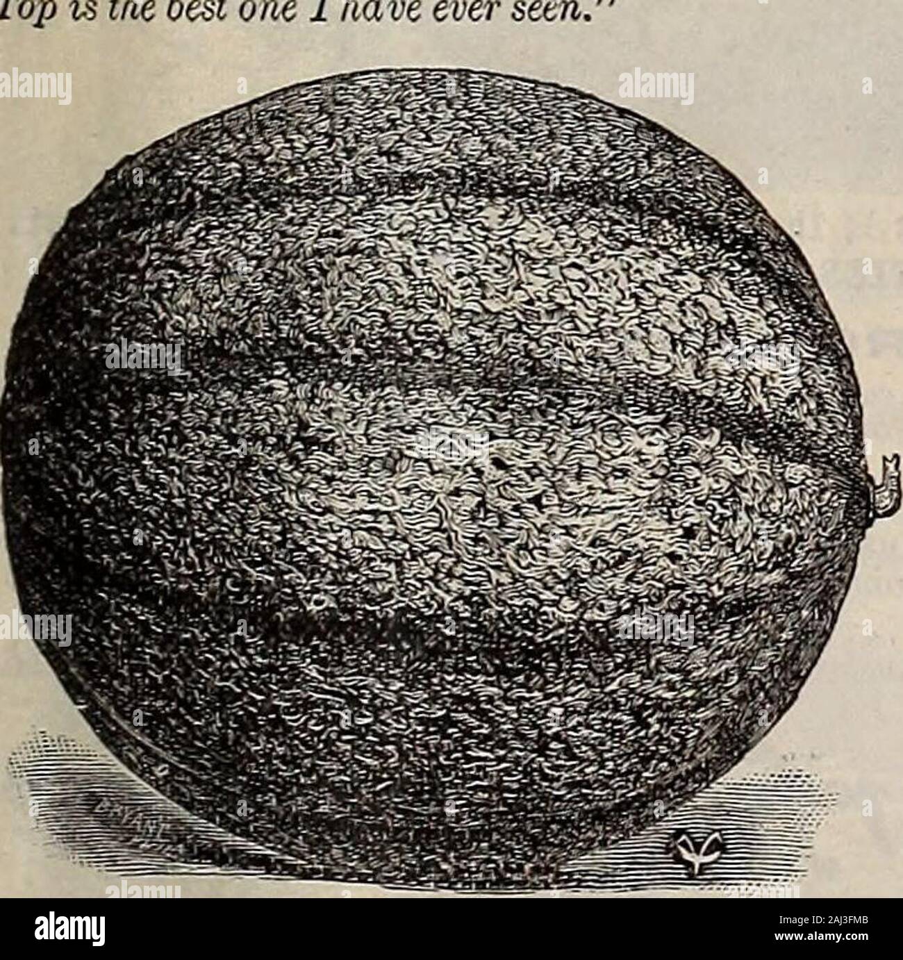 Livingston die Samen: 1902 'True Blue'. Frau W. W. M., Bourbon Co Verschuldung für den Tip Top Melone. Die Welt, die ich hier versucht sortiert wachsen ungefähr fünf^ tausend F.L. Pool, Wyandot Co., Ohio.- Tip Top ist die Beste, die wächst, andyours ist die reinste, wie die Vergangenheit bewiesen hat. Samuel Shofer, Miami Co., Okio.-TAe Tip Top Muskmelon Saatgut aus Sie Ireceived - vor zwei Jahren waren, honestl/y, das bestmelons Für-mar-kei-orhome verwenden wir je angehoben. D. Spiers^ LaSalle Co., HI.-ICH wachsen Muskmelons zu verkaufen, und der TipTop ist das Beste Jliave je s. I. W. Jetton, Krocket Co., TenB..-^ Ich wurden Melone Stockfoto