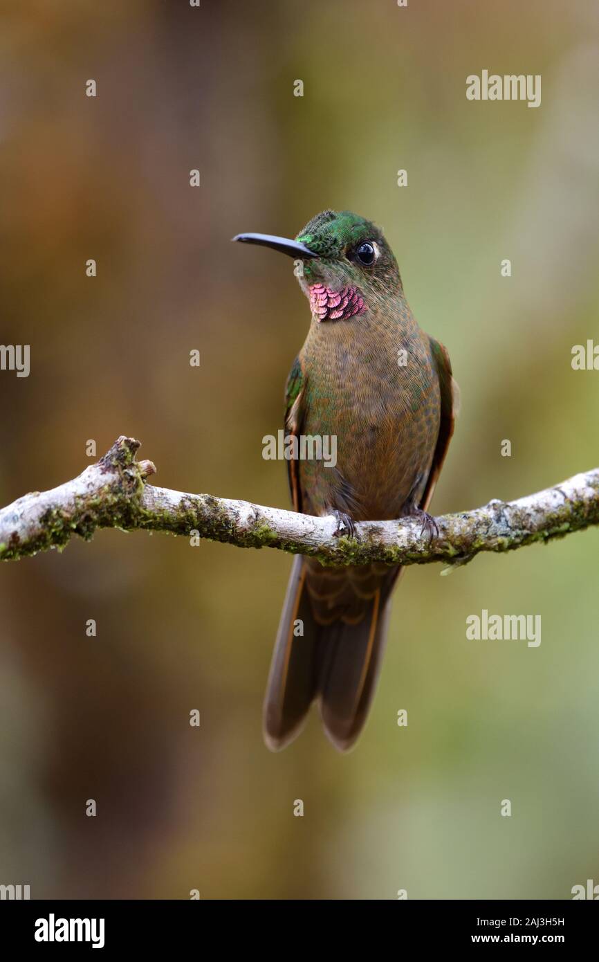 Ein Fawn-bröstender Leuchtender Hummingbird im peruanischen Clusterwald Stockfoto