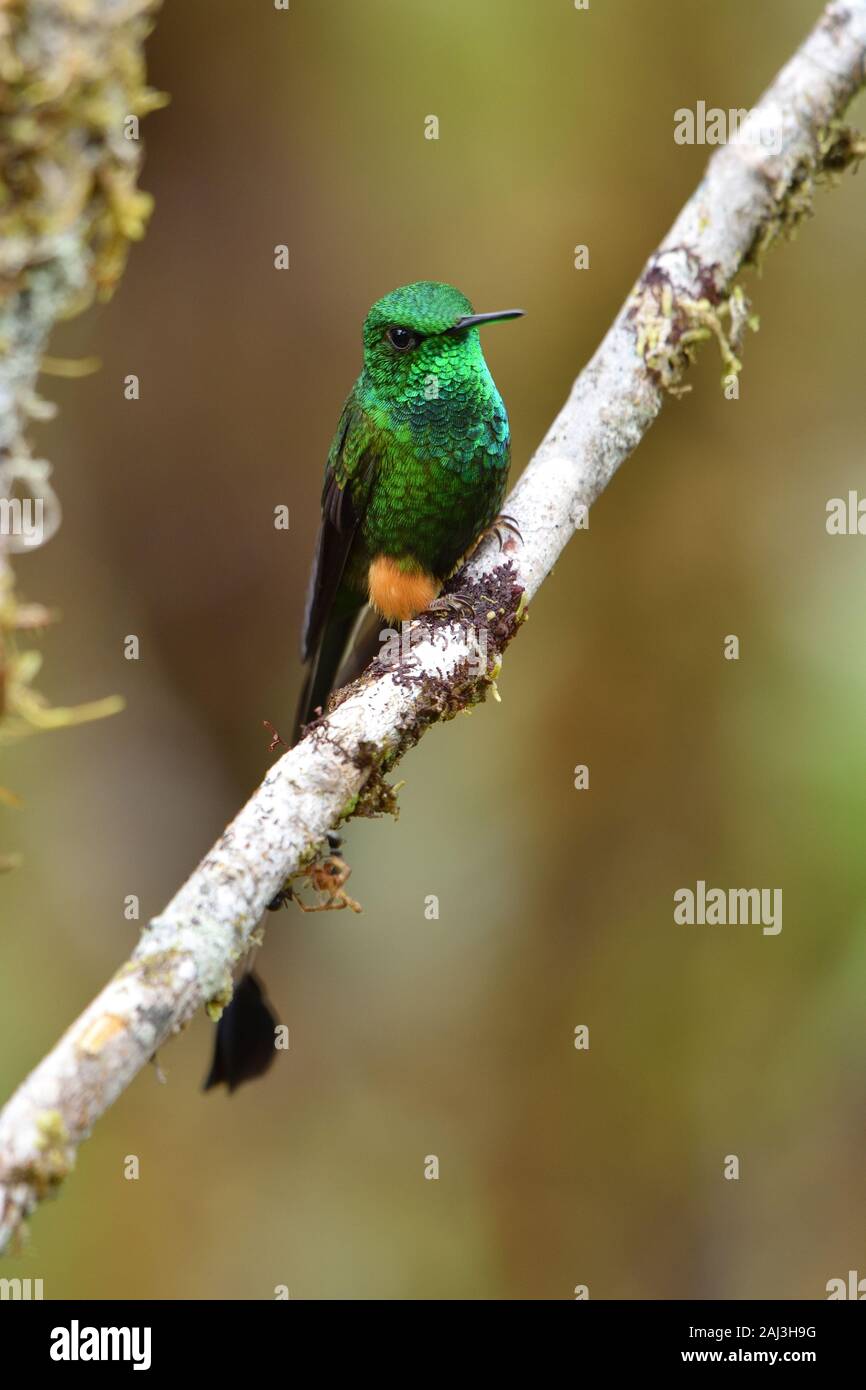 Ein gebootet Schläger-tail Kolibri im Amazonas Regenwald Stockfoto