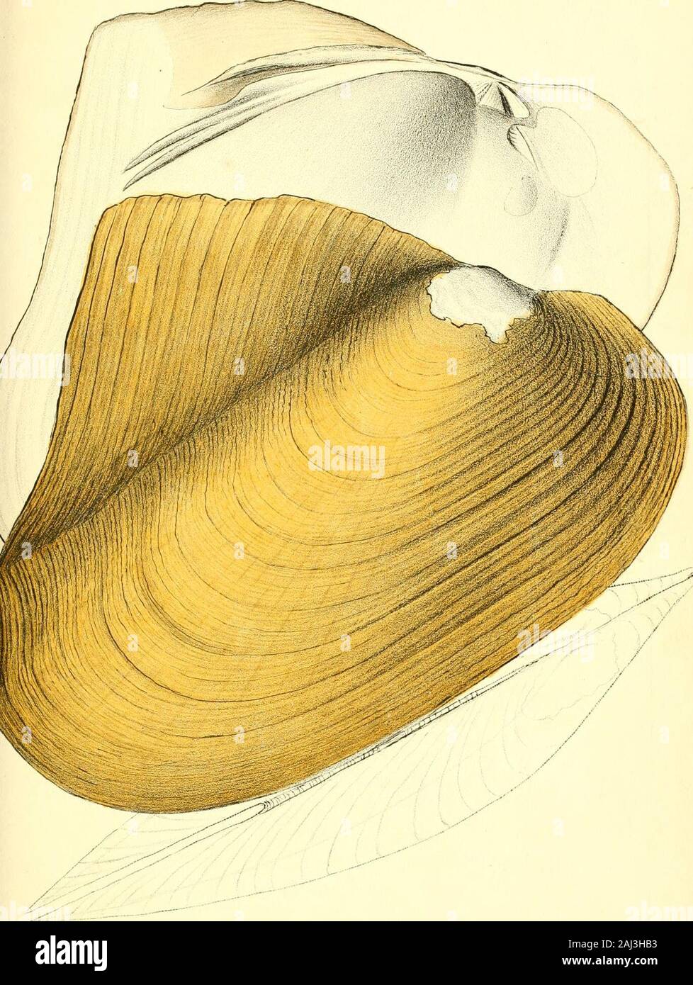 Monographie der Familie Unionidae: oder, naiades von Lamarck (frisches Wasser Muscheln Muscheln) von Nordamerika ... . Acilis, Barnes. Sillimans Journ. Bd. VI, S. 174. Us fragilis, Stvains. Symphynota aus Buchsbaumholz, Lea. Trans. Amer. Philos. Soc. neuen se-ries, Vol. III S. 66. Cab. Ji. N. S. Nr. 1657. Beobachtungen. Allied zu U. alatus, sondern mehr im Verhältnis, dünner und leichter in der Innenraum- und epi-farbig - Dermis. In einigen Gemeinden der Flügel ist klein, aber inothers generell erhöht. Durch Herrn Schoolcraft in Fox River gefunden; Es inhabitsthe Detroit River, Michigan, Seen und die westernrivers Gattungen Stockfoto