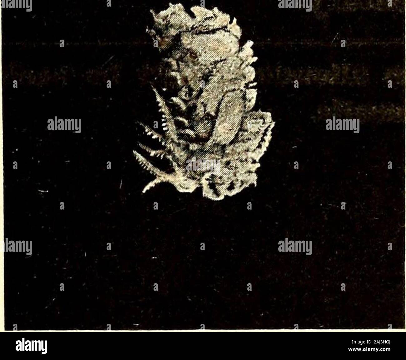 Marine Asseln in den Philippinen gesammelt von den USA Fischerei dampfer Albatross in 1907-08. ein bFig. 4.-Leidya distorta. Junge Frau, ein, dorsalansicht; b, ventrale Ansicht. Stark gebläht, in der gleicher Länge der Segmente der thethorax, die das Durchschnittseinkommen der dorsalen Platte nicht als in der Erwachsenen haben, inhaving Segmente der Bauch mehr deutlich getrennt unddie seitliche Anhängsel mehr länglich. Ein Leidy verwechselte die Spezial-zwischensohle Hand für die recurved, gescheiterte hooklet. In manchen Positionen die Hand hat das Aussehen von einem stumpfen Haken und den dactylusis schwierig zu sehen. Leidys Abbildung ist Inac Stockfoto