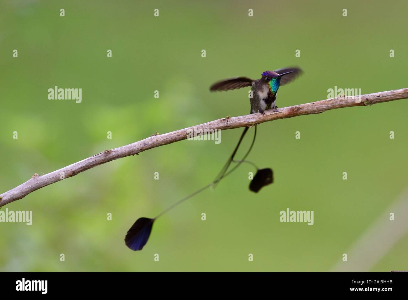 Eine wunderbare Spatuletail Hummingbird die seltenen und spektakulären Kolibri in der Welt Stockfoto