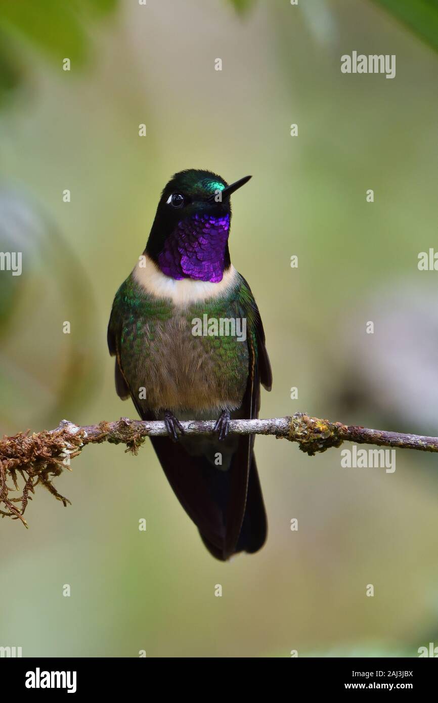 Amethyst-throated Sunangel in der Peruanischen Nebelwald Stockfoto