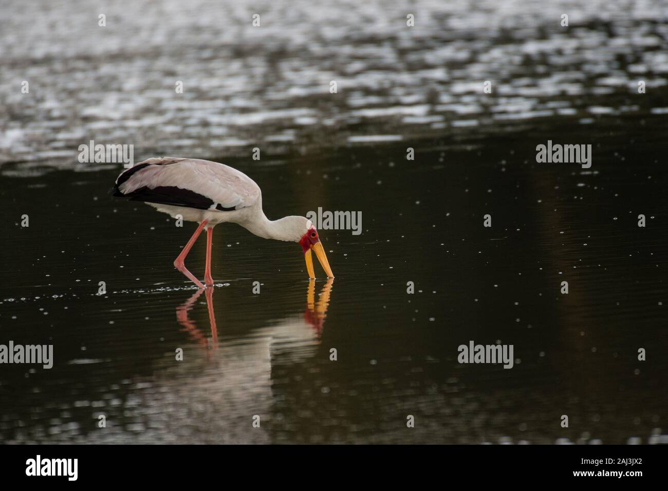 Nimmersatt, mycteria Ibis, Ciconiidae, Lake Elmenteita, Kenia, Afrika Stockfoto