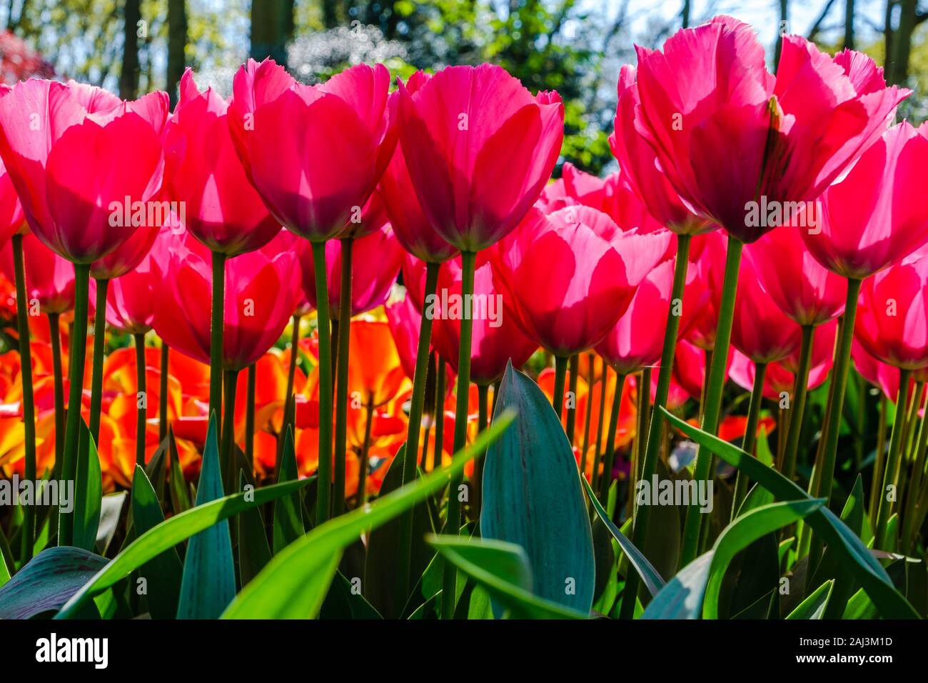 Seitenansicht des hellen rot-rosa Tulpen. Tulpe Blume Bett im Niederländischen keukenhof tulip Garten mit verschiedenen Arten von Tulpen. Schöne Blumen close-up mit s Stockfoto