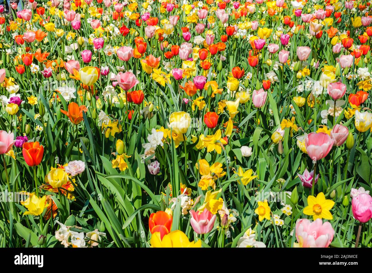 Ansicht von oben in der Nähe von wunderschönen bunten Blumenbeet von Tulpen und Narzissen. Tulpe Blume Bett im Niederländischen Keukenhof tulip Garten mit verschiedenen Arten von Tu Stockfoto