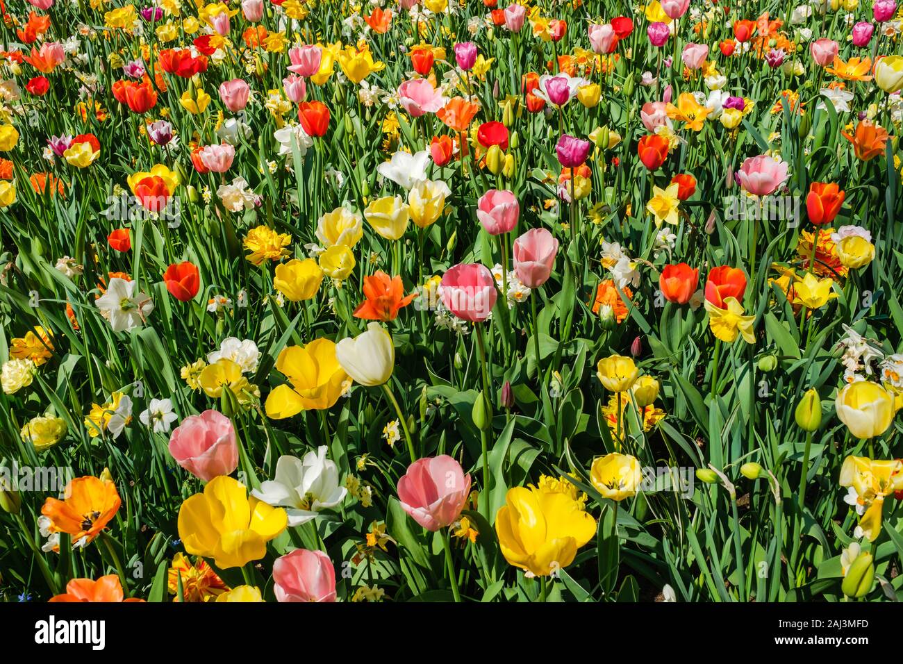 Ansicht von oben in der Nähe von wunderschönen bunten Blumenbeet von Tulpen und Narzissen. Tulpe Blume Bett im Niederländischen Keukenhof tulip Garten mit verschiedenen Arten von Tu Stockfoto