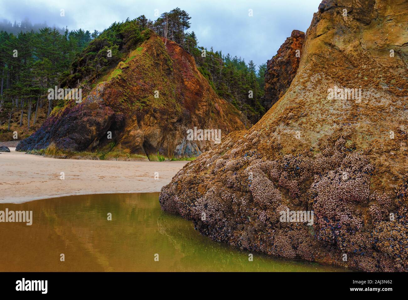 Bei Ebbe diese riesigen Gezeiten Felsen aussetzen Seepocken und anderen Meereslebewesen in den tidepools, die Sie auf der Oregon Küste Surround erfasst Stockfoto