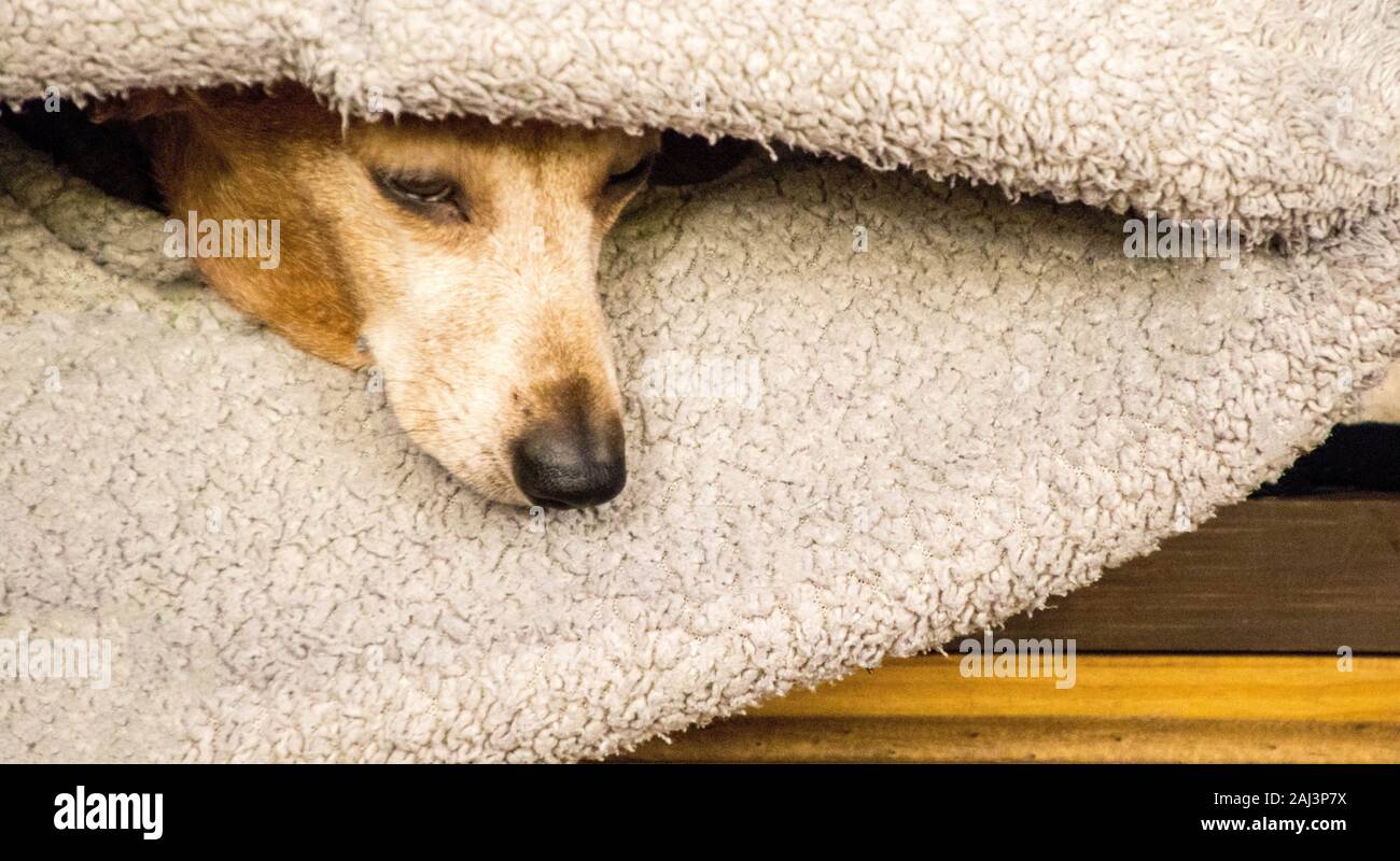 Ein Minidachshund tun, was Sie am meisten genießen, Ruhen und Schlafen. Stockfoto Ein Minidachshund tun, was Sie am meisten genießen, Ruhen und Schlafen. Stockfoto