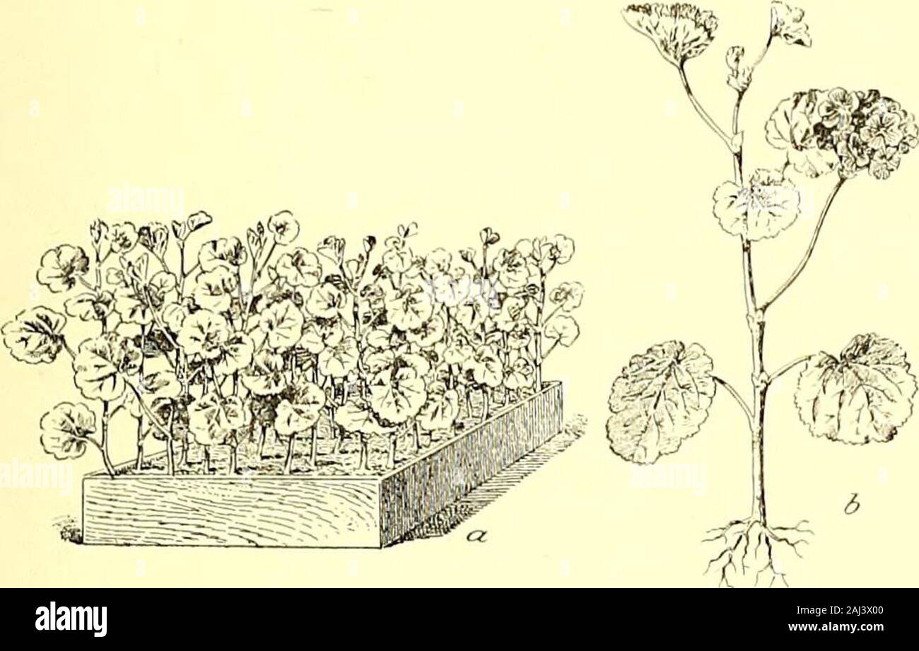 Flower's grower Guide. n sollten angebaut werden, theflowers des zusätzlichen doppelten Formen dampingseriously bei feuchter Witterung. Pelargonien gene-Rally sind die meisten Gay während der trockenen heißen Sommern; ZONALE PELARGONIEN. 211 Die verschiedenen Abschnitte erfordern fast idonticaltreatment, das vielfältige Formen der mostdelicate, und muss den größten attentionduring den Winter. Vermehrung haben Anfang August beginnen, choosingshoots, die entschlossen sind und kurze verbunden, die verysappy oder spindly normalerweise nicht Wurzeln zu emittieren. Stecklinge von robusten Züchter kann 8 bis 9 incheslong, schwächeren Erzeuger 5 bis 6 Zoll. Cut themsmo Stockfoto