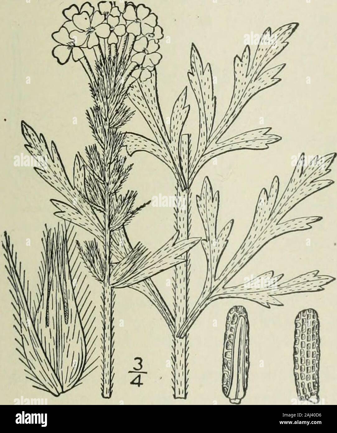 Eine Illustrierte Flora von der nördlichen USA, Kanada und die britischen Besitzungen: von Neufundland zu den Parallelen der südlichen Grenze von Virginia und vom Atlantik westwärts nach dem 102 Meridian. 176, 1772. Glandiilaria carolinensis J. G. Gmel. Syst. 2: 920. 1796. Verbena canadensis Britton, Mem. Torr. Club 5: 276. 1894. Mehrjährig, behaarte oder glabrate ; slen-der, meist verzweigt, 8-2 ohigh, die branchesascending. Blätter häutig, eiförmig In-line, petioled, i-3 Lange, kürzen oder broadlycuneate an der Basis, unregelmäßig Zahnriemen, orpinnately eingeschnitten, oft 3-Gaumenspalte Stockfoto