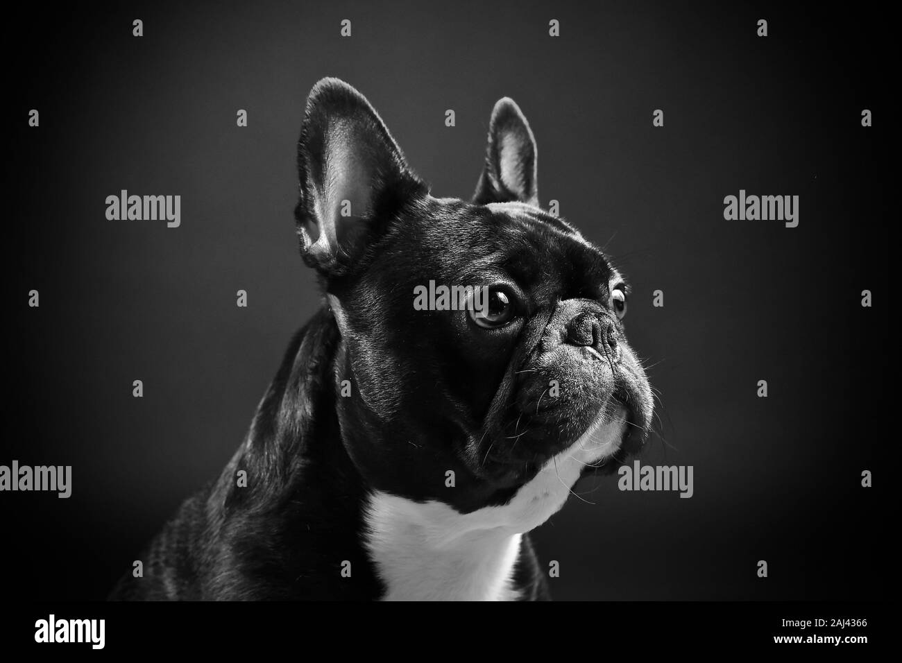 Französische Bulldogge Stockfoto