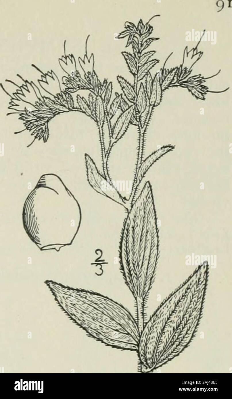 Eine Illustrierte Flora von der nördlichen USA, Kanada und die britischen Besitzungen: von Neufundland zu den Parallelen der südlichen Grenze von Virginia und vom Atlantik westwärts nach dem 102 Meridian. 4. Onosmodium occidentale Mackenzie. westlichen Falschen Gromwell. Abb. 3545. O. occidentale Mackenzie, Bull. Torr. Club 32:502. 1905. O. occidentale sylvcstre Mackenzie, A.a.o. 504. 1905 - Stammzellen i°-3*° hoch, oben verzweigt oder alsofrom der Basis, strigose oder Behaart - behaart. Blätter lanzettlich bis eiförmig-Lanzettlich, spitz, appressed - pubescent auf beiden Seiten, oder Der hairssomewhat spreadin Stockfoto