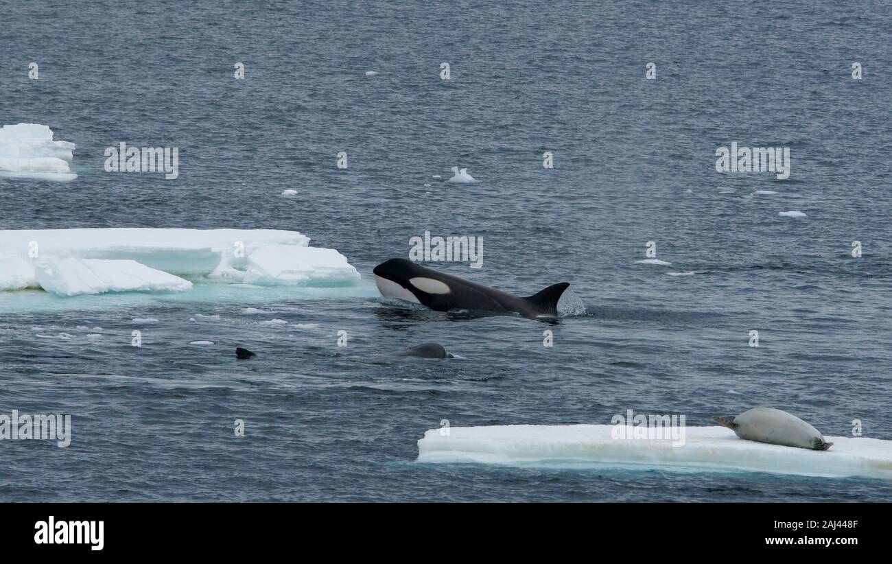 Orcas kreisen ein Eis mit einer Dichtung an der Spitze. Killer Whale, Orcinus orca; Delphinoidea Stockfoto