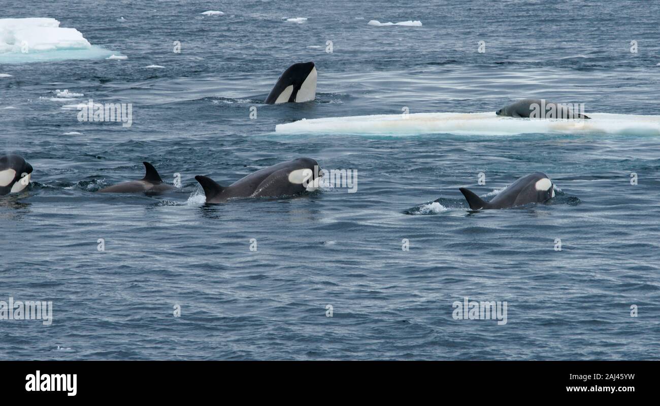 Antarktis. Eine Schote von Orcas (Killerwal) (Orcinus Orca) lehrt die Jungen, wie man eine Krabbenfresser-Robbe auf einer Eisscholle fängt. Stockfoto