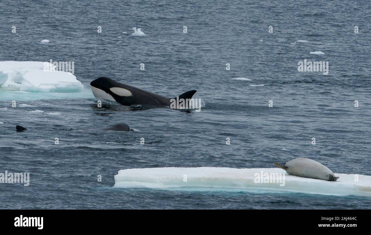 Orcas kreisen ein Eis mit einer Dichtung an der Spitze. Killer Whale, Orcinus orca; Delphinoidea Stockfoto