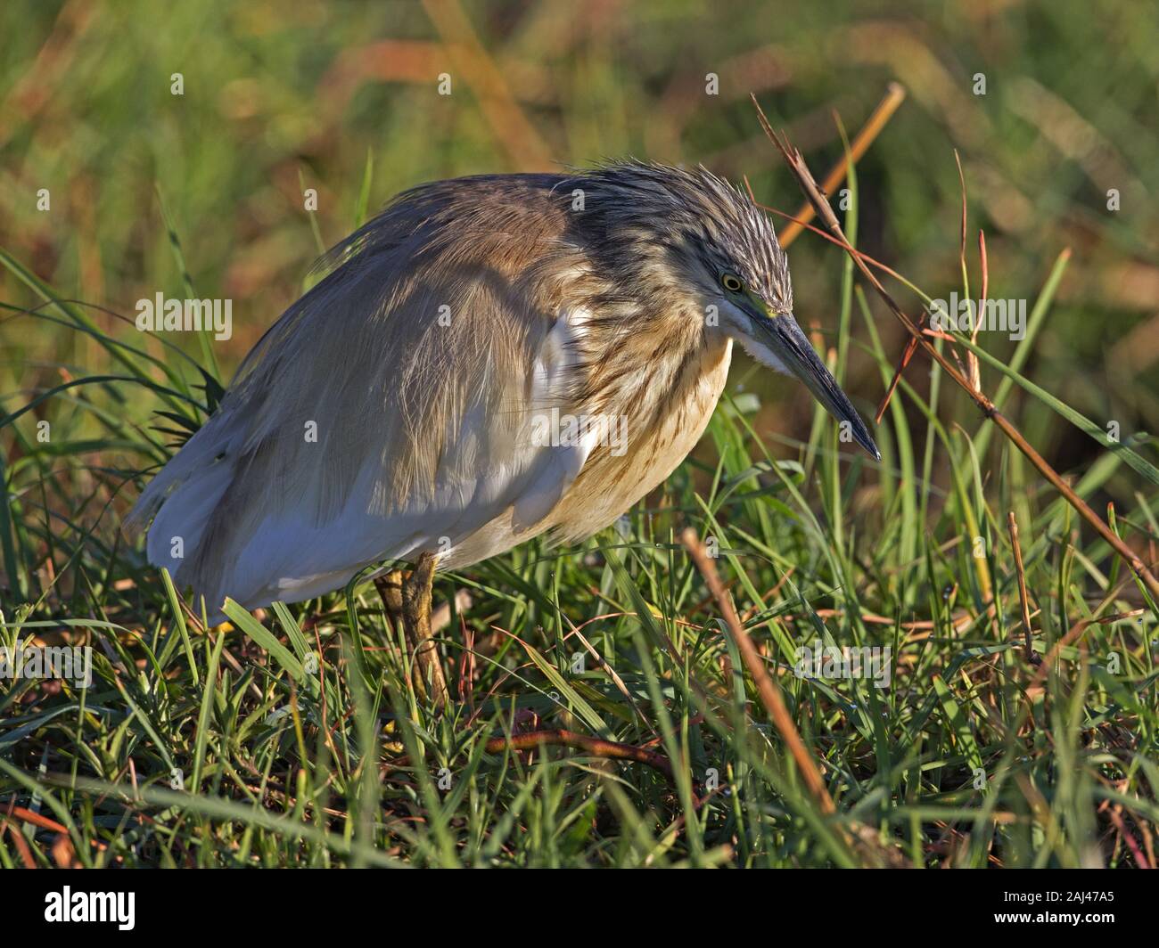 Squacco Heron stehend Stockfoto