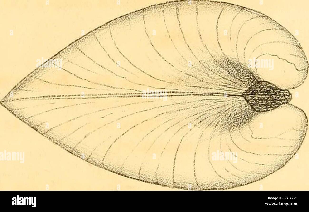 Monographie der Familie Unionidae: oder, naiades von Lamarck (frisches Wasser Muscheln Muscheln) von Nordamerika ... . Stockfoto